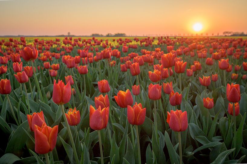 Tulpen bij zonsondergang van Peter de Jong