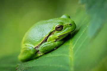 Laubfrosch von Gerrit van de Velde