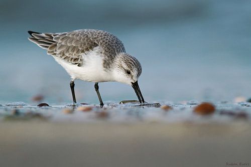 Three-toed sandpiper