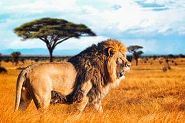 Lion on the savannah in Africa by JW Does