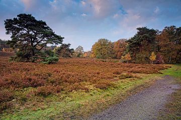 Lever de soleil @ Brunssummerheide sur Rob Boon