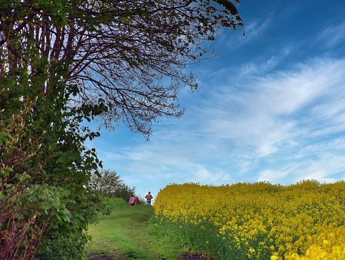 Wandeling door het koolzaadveld