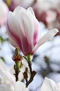 springtime! ... magnolia