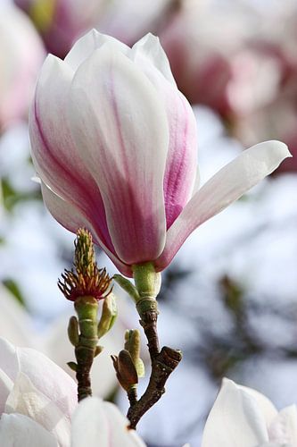 lente! ... magnolia