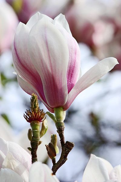 springtime! ... magnolia van Meleah Fotografie