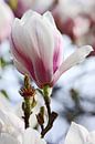 springtime! ... magnolia van Meleah Fotografie thumbnail