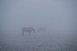 Paarden in de mist by Jan Peter Mulder