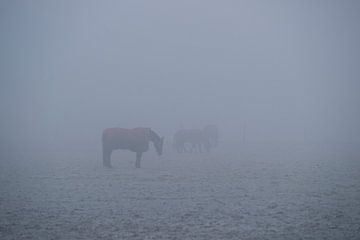 Paarden in de mist van Jan Peter Mulder