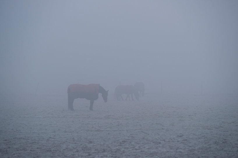 Paarden in de mist von Jan Peter Mulder