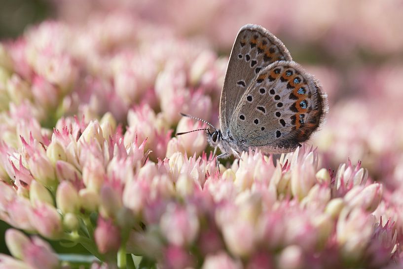 Idas bluebottle sits on wildflowers by Thomas Marx