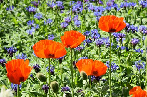 Klaprozenbloemen in de tuin