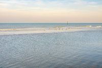 Gulls on the beach