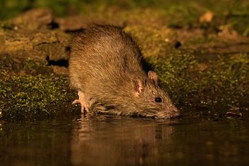 Bruine rat van Merijn Loch