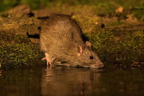 Brown rat