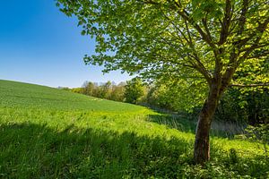 Landschaft mit Feld und Bäumen bei Kuchelmiß