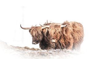 Le robuste Highlander brave le froid et le vent