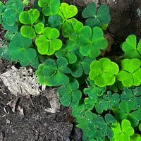NATURE'S CARPET: Klavertapijt