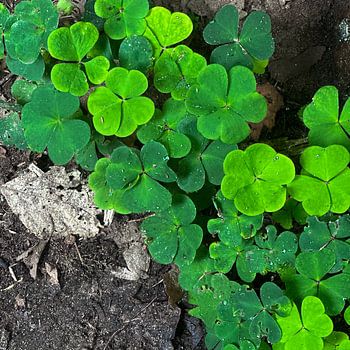 NATURE'S CARPET: Kleeteppich