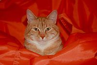 De kat op de zak. Rode Europesche korthaar