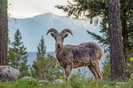 Bighorn in Kanada von Co Bliekendaal