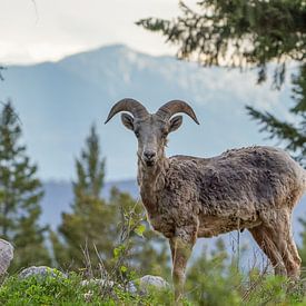 Bighorn in Canada van Co Bliekendaal