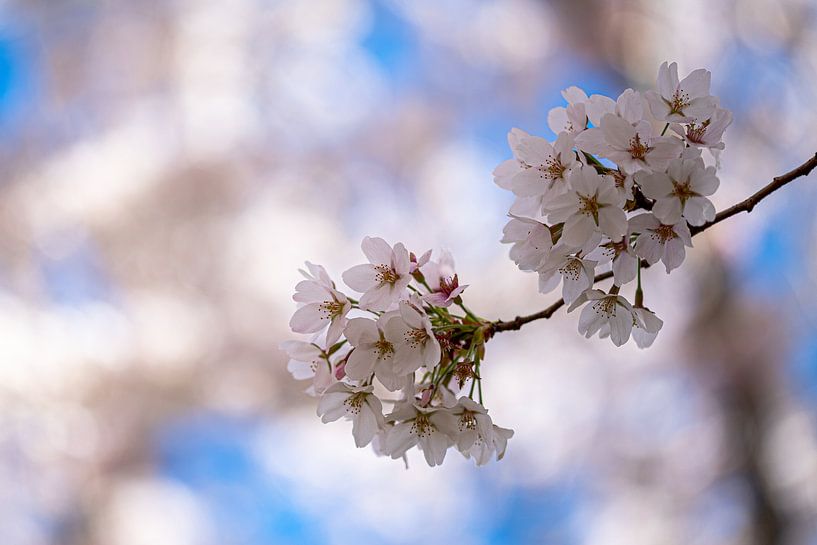Le printemps ! fleurs du cerisier par Alex van den Akker