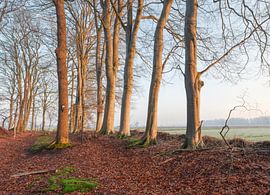Sterrenbos - Vosbergen - Eelde - Drenthe  (Nederland) van Marcel Kerdijk