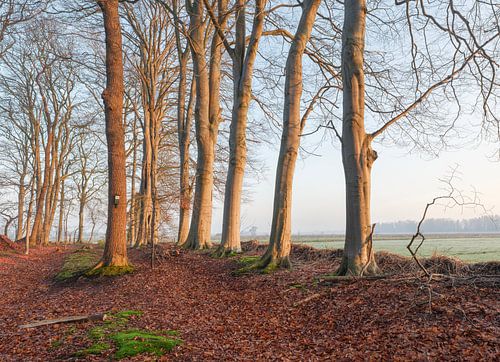 Sterrenbos – Vosbergen – Eelde – Drenthe (Niederlande)