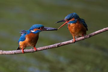 kingfishers by Mei-Nga Smit-Wu