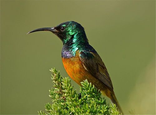Orange Breasted Sunbird