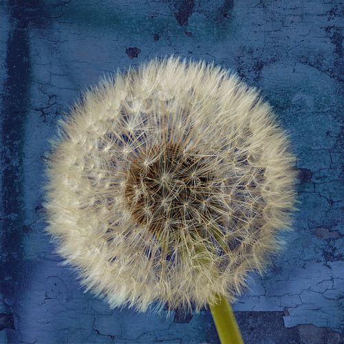 Paardenbloem pluis Blue