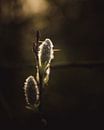 Willow catkins in sunlight by Sandra Hazes thumbnail