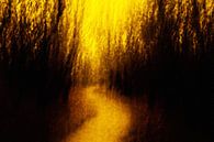 Gouden licht,  Hollandse Duinen, ICM van Yanuschka | Fotografie Noordwijk thumbnail