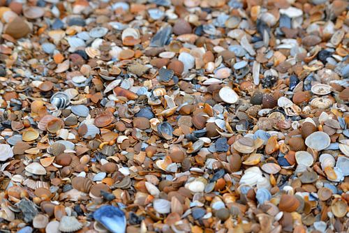 Schelpenstrand