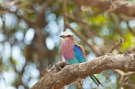 Vogeltje von Tom Klerks Miniaturansicht