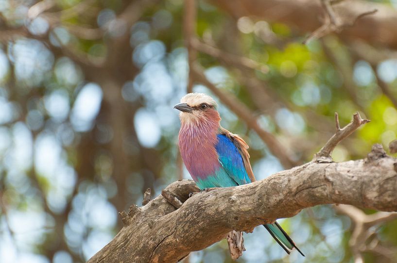 Vogeltje von Tom Klerks