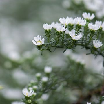 weiße Herbstblumen von Tania Perneel