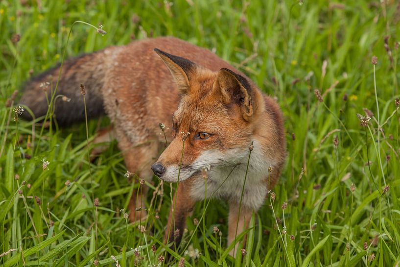 Wat hoor ik ? by Irma Huisman