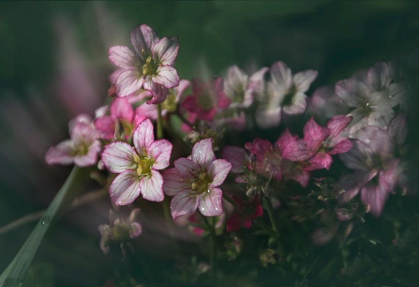 Bloemen van Yvette Bauwens