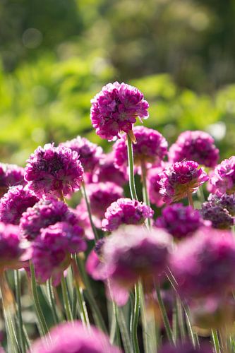 Roze bloemen in de ochtendzon