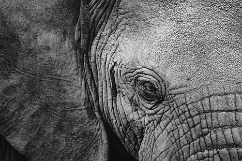 African elephant in black and white (Queen Elizabeth National Park, Uganda)