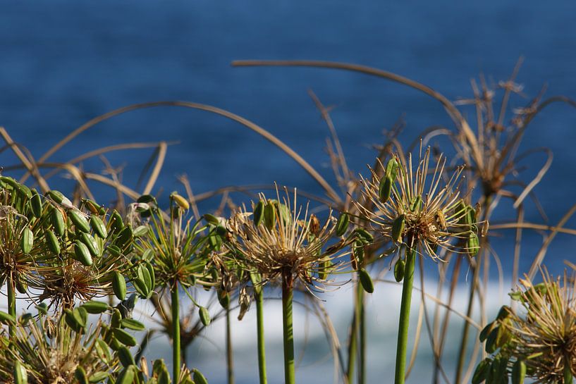 Gras in front of the sea by Olaf Franke
