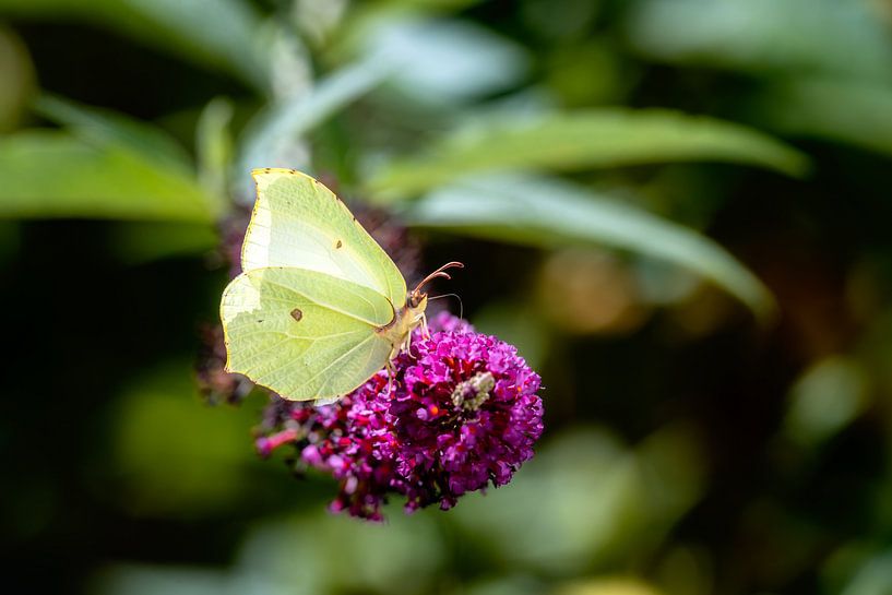 Macro of a lemon butterfly on a summer lilac flower by ManfredFotos