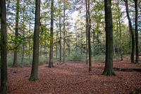 Buchenwald (Fagus silvatica)