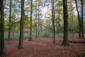Beukenbos (Fagus Silvatica)