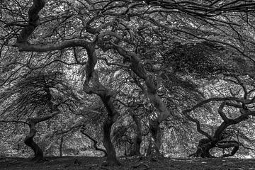Forêt de sorcières Lietzow sur Orangefield-images