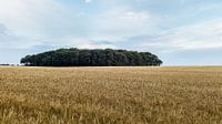 Drents graanveld