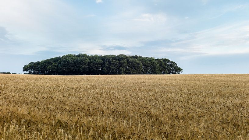 Drents graanveld van Timo Bergenhenegouwen