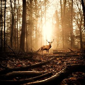 Le cerf haletant échappe à la chasse ? sur Marion Kraus