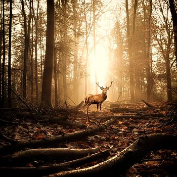 Die hechelnden Hirsche entkommen der Jagd ?